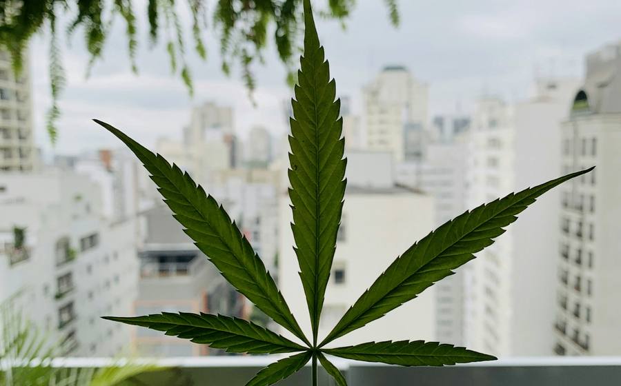 Sativa Pattaya