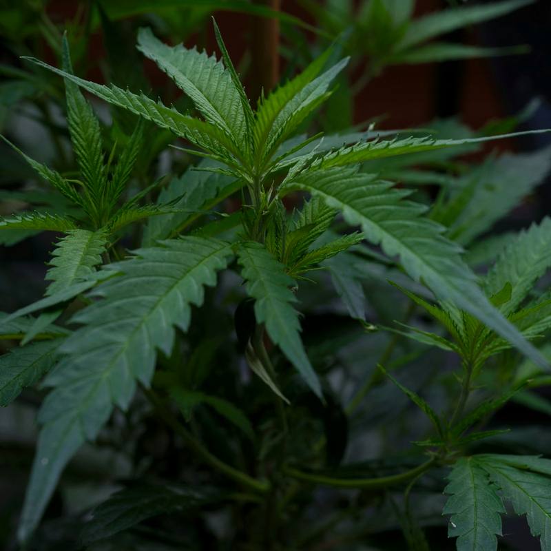 Amnesia Haze