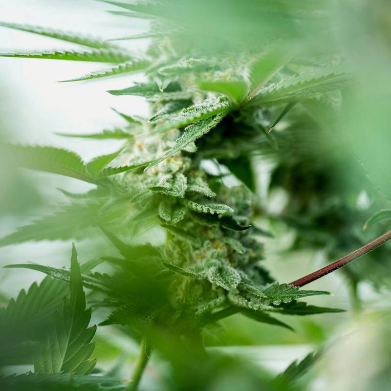 Bubba Kush